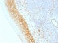 Anti-Catenin, beta (p120) Antibody